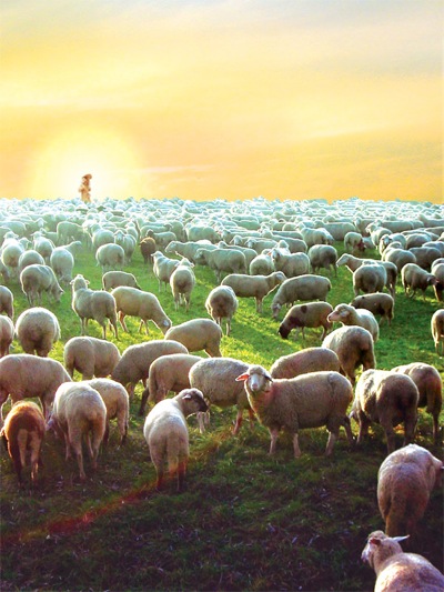Liebe-Licht-Kreis Jesu Christi - Es werde ein Hirt und eine Herde
